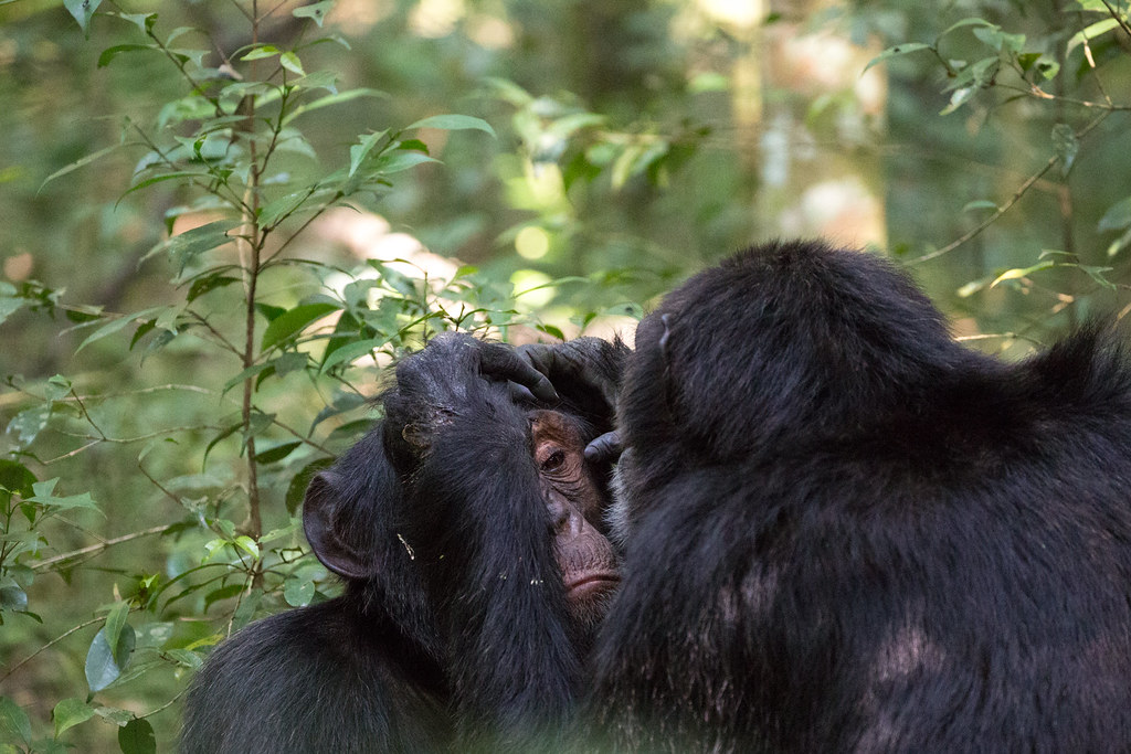 Uganda Gorilla Habituation Experience Cost – 2025 Guide to a Once-in-a-Lifetime Adventure