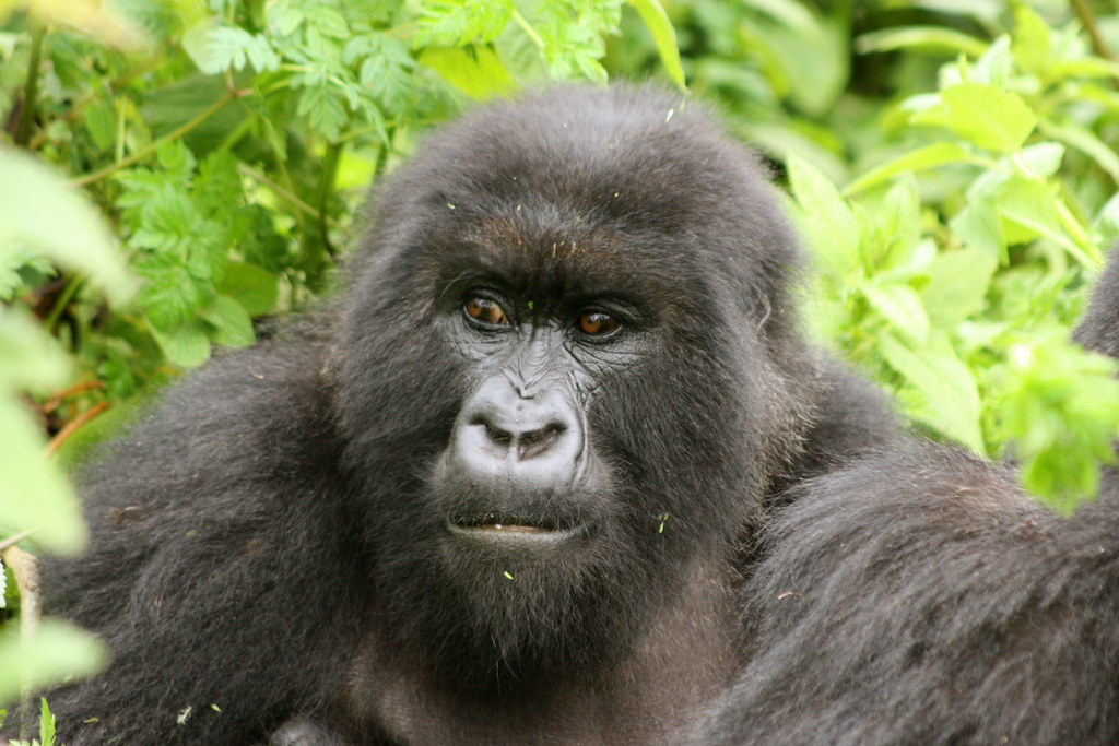 Best Short Rwanda Gorilla Tours for 2025