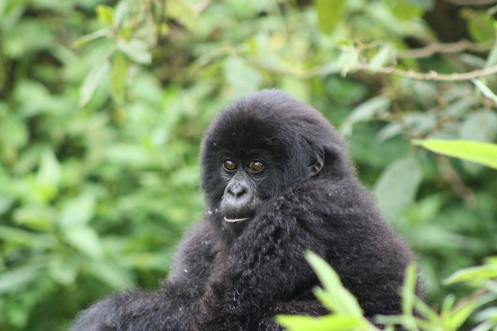 What Is Gorilla Trekking? All You Need to Know About Gorilla Trekking 2025/2026