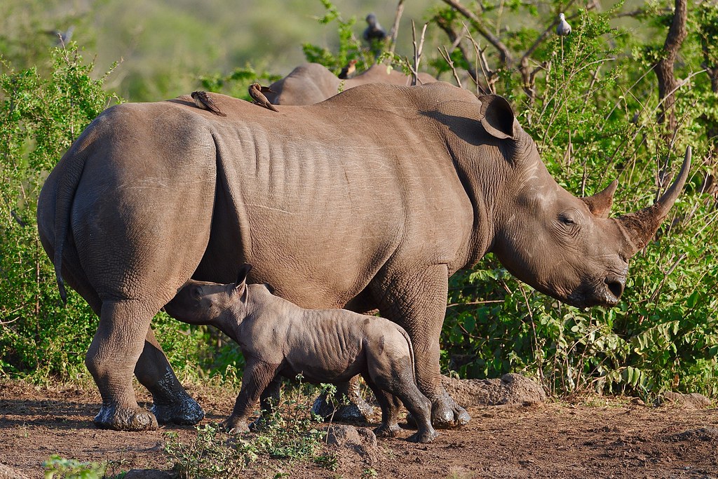 Game Viewing Safari in Serengeti National Park – Witness Africa’s Timeless Wilderness