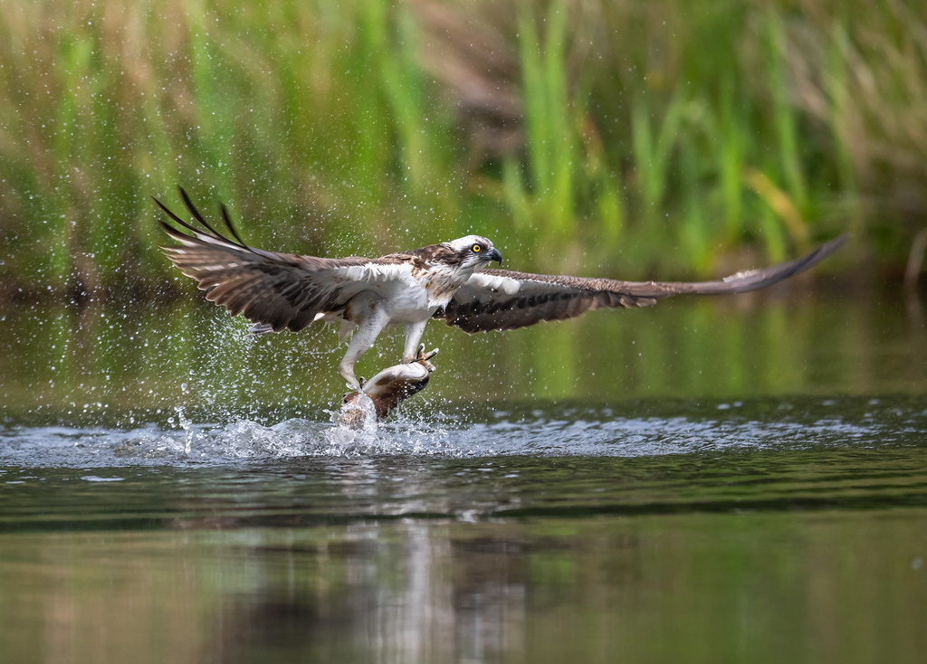 Birding in Uganda – Top Sites for Bird Watching in the Pearl of Africa