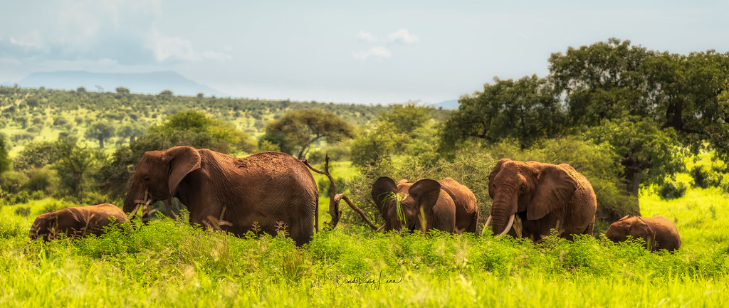 Tanzania Safari Experience – A Journey Through Africa’s Wild Heart