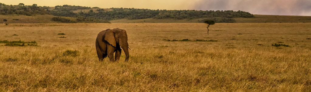 Kenya Big Five Safari – The Ultimate African Wildlife Adventure