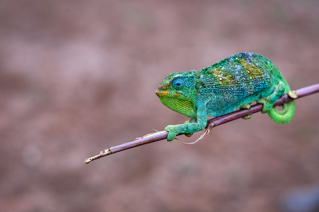 Uganda vs Rwanda – Which Is Best for Your Safari?