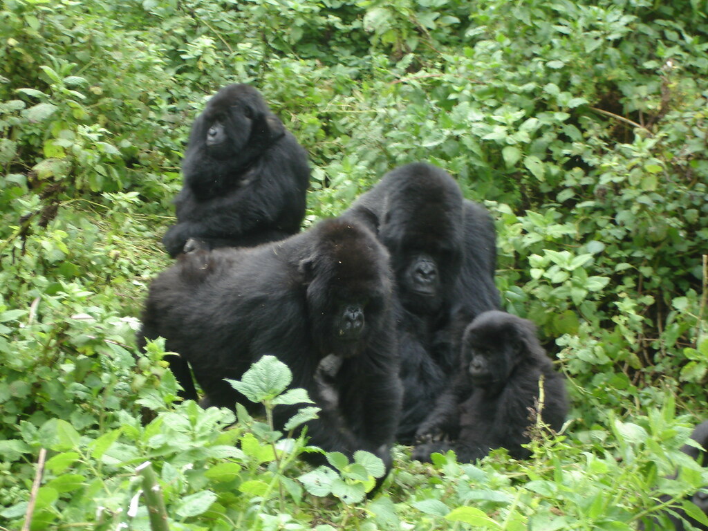 Is Gorilla Trekking Safe in Uganda?