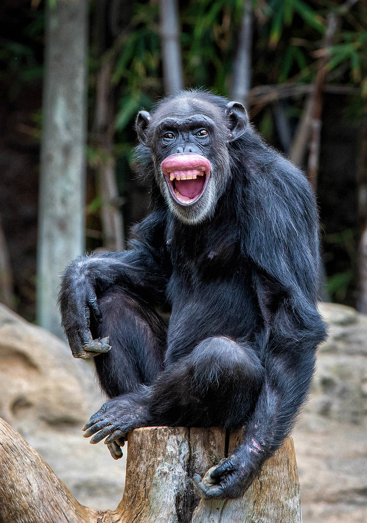 Rwanda Gorilla Tours & Chimpanzee Trekking Safaris