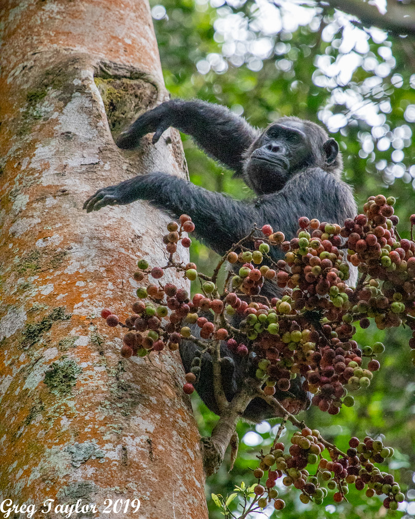 Visit Rwanda – Gorilla Treks, Chimps, and Wildlife Tours