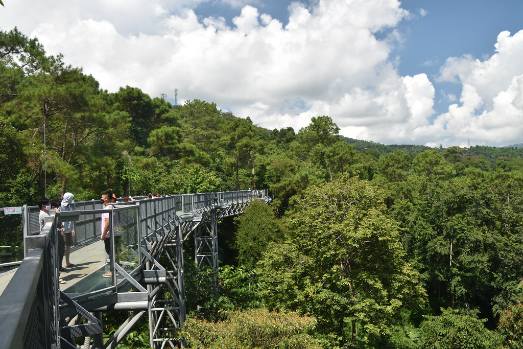 Canopy Walk in Rwanda – A Thrilling Forest Adventure in Nyungwe