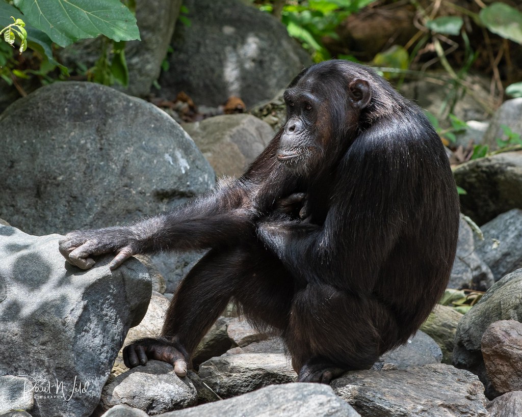 Chimpanzee Trekking in Kanyanchu – Discover the Wild Heart of Kibale Forest, Uganda