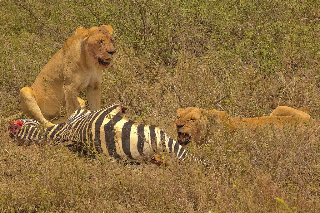 African Safari Tours and Packages – Explore the Wild Heart of Africa