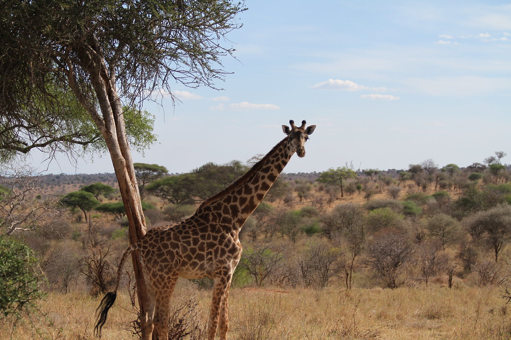 Tanzania & Zanzibar Honeymoon Safari – 8 Days Itinerary