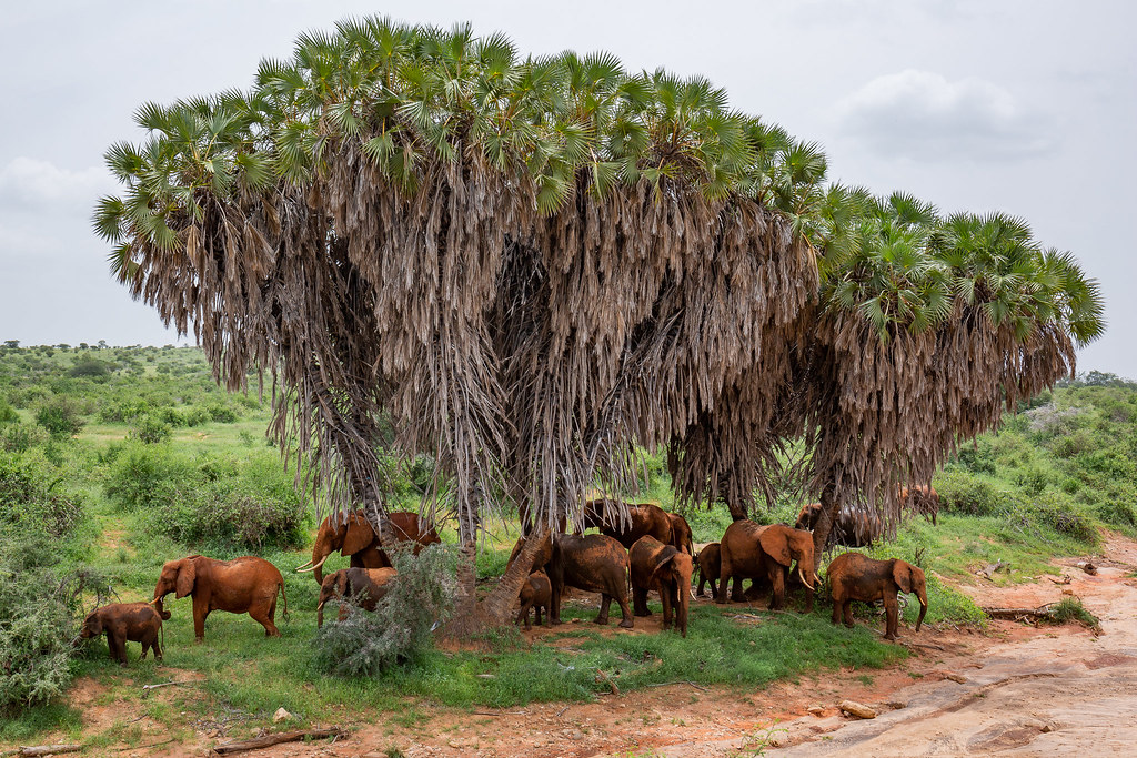 Which is the Best Safari Park in Kenya?