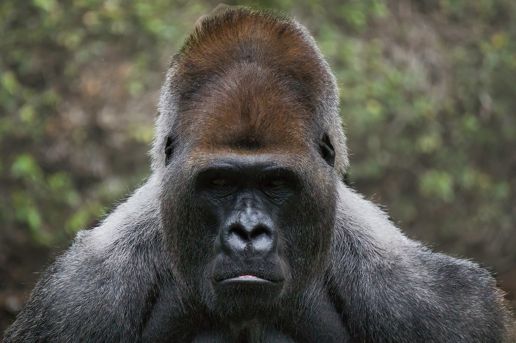 How Many Mountain Gorillas Are Left in the Wild in 2025?