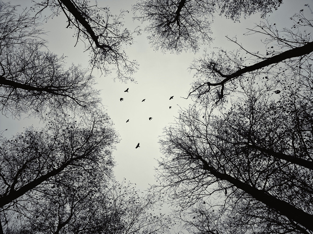 Uganda Birding Tours – Best Bird Watching Trips & Holidays