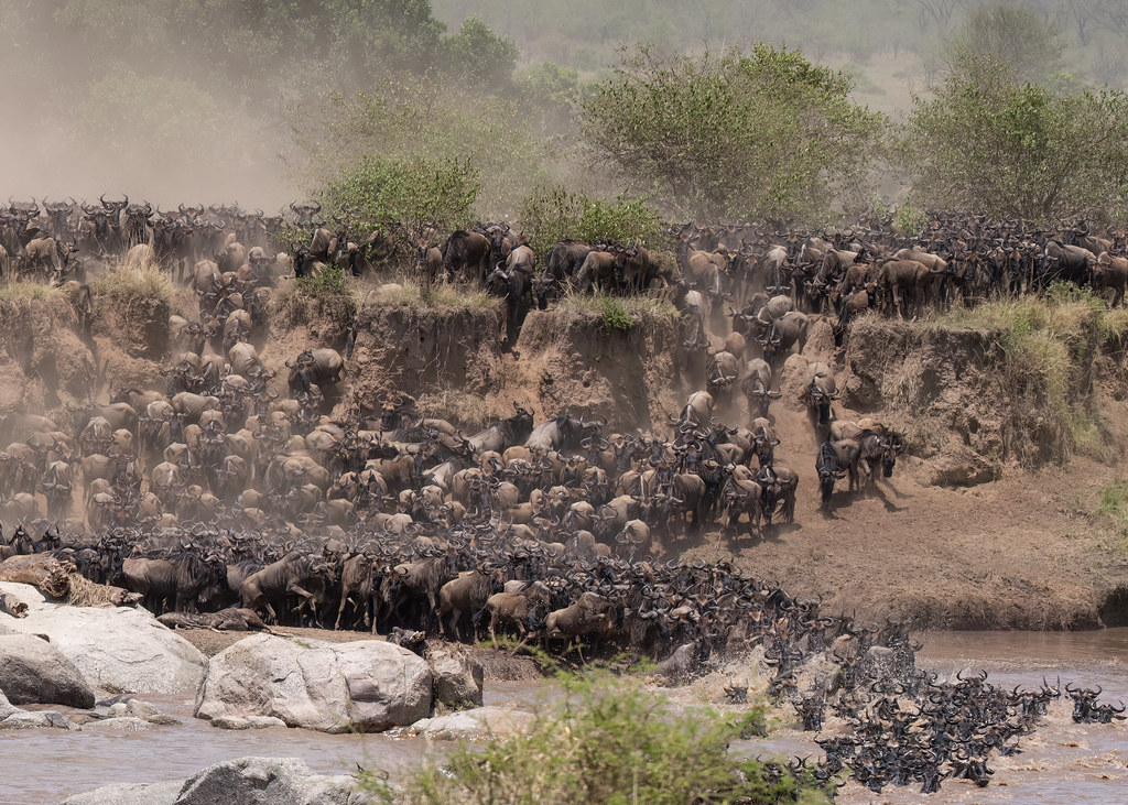 Best Time to Witness the Great Wildebeest Migration in Tanzania