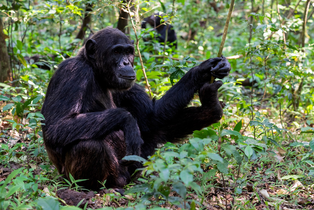 Gorilla and Chimpanzee Trekking in Uganda – The Ultimate Primate Tracking Adventure