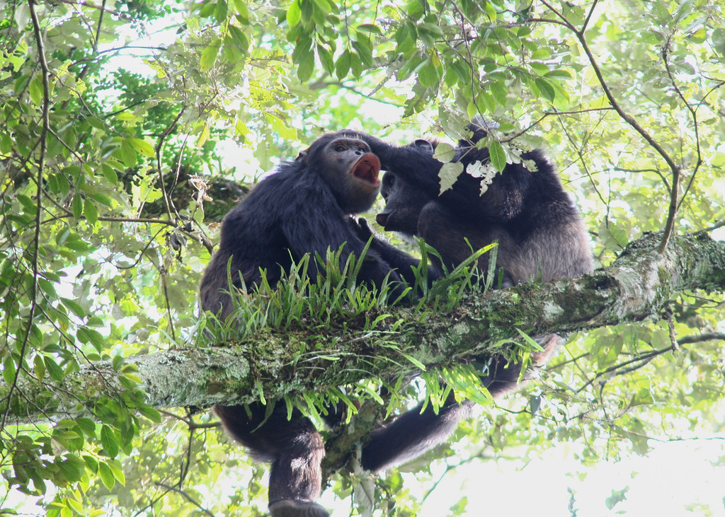 The Chimpanzee Habituation Experience in Uganda – A Deeper Connection with the Wild