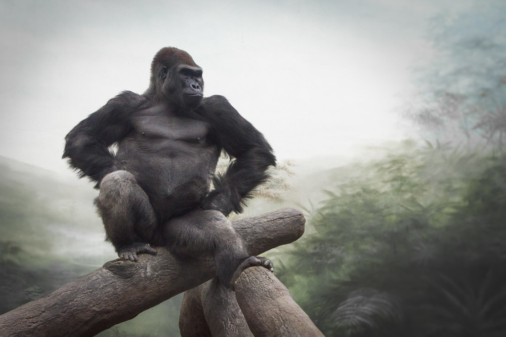 Difference Between Mountain Gorilla and Lowland Gorilla – Understanding Africa’s Gentle Giants