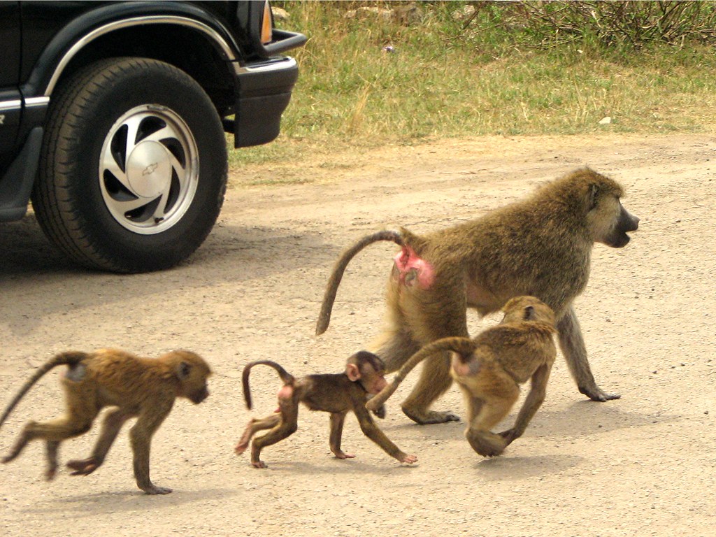 Primate Tracking Tours in Rwanda – Discover the Wild Heart of the Land of a Thousand Hills