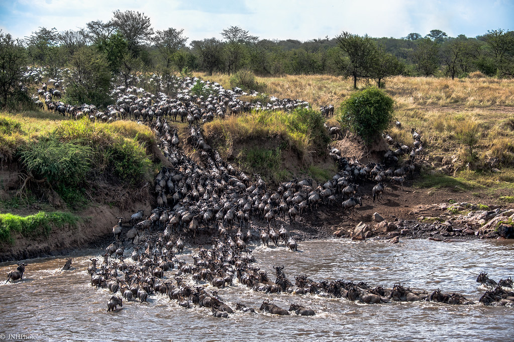 Where’s the Best Place to See the Wildebeest Migration?
