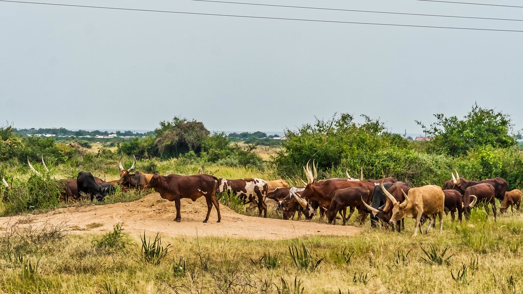 Ankole Cattle – The Majestic Long-Horned Pride of Uganda