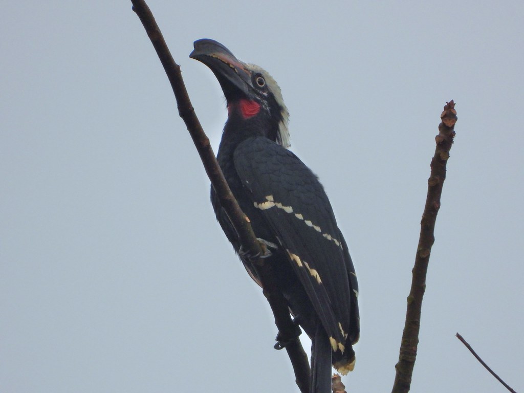Bird Watching Safaris in Uganda – Discover the Pearl of Africa’s Feathered Wonders