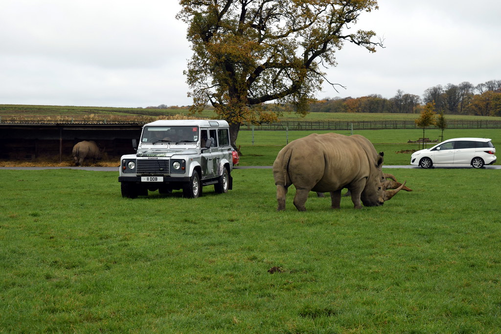 Self Drive Safaris in Africa – Freedom to Explore the Wild at Your Own Pace