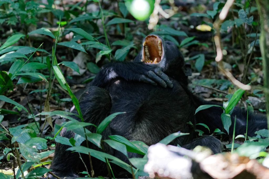 Chimpanzee Habituation Experience in Uganda