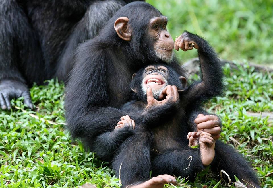 Chimpanzee Trekking in Rwanda