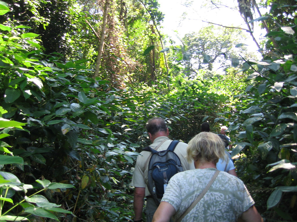 Discounted Uganda Chimpanzee Trekking Safari Permits