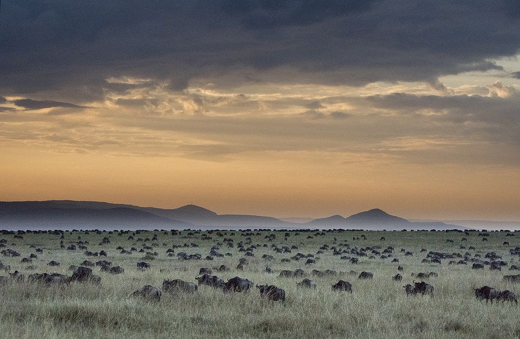 Best Guide for 2025 Wildebeest Migration Safaris – Witness Africa’s Greatest Wildlife Spectacle