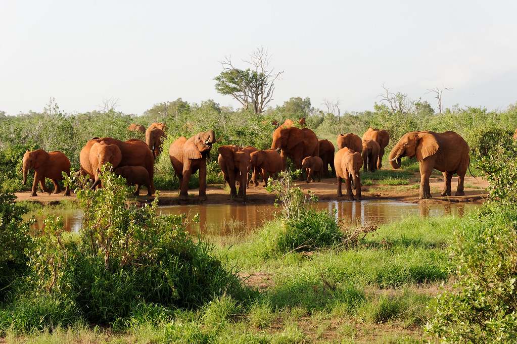 Kenya Safari Tours – Discover Tsavo East National Park