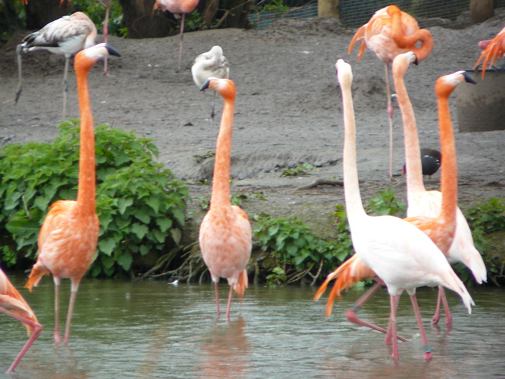Best Place to See Lesser Flamingos in Uganda