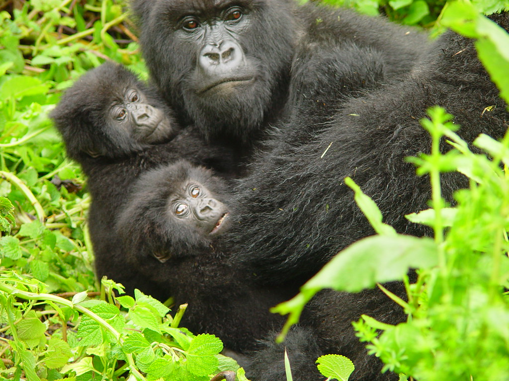 Safaris to Volcanoes National Park Rwanda – The Home of the Mountain Gorillas
