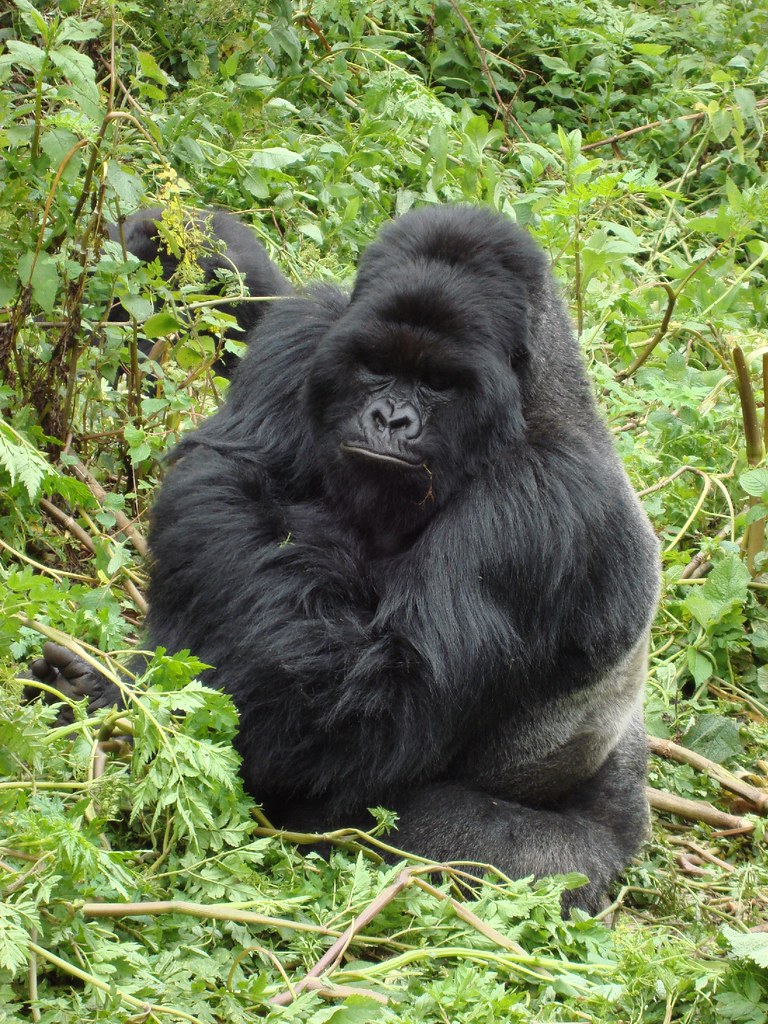 Why is Gorilla Trekking So Expensive?