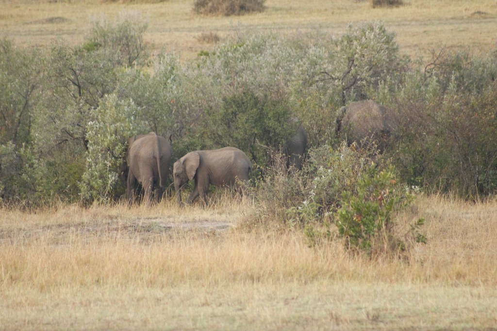 Masai Mara Jungle Safari – Explore the Wild Heart of Kenya