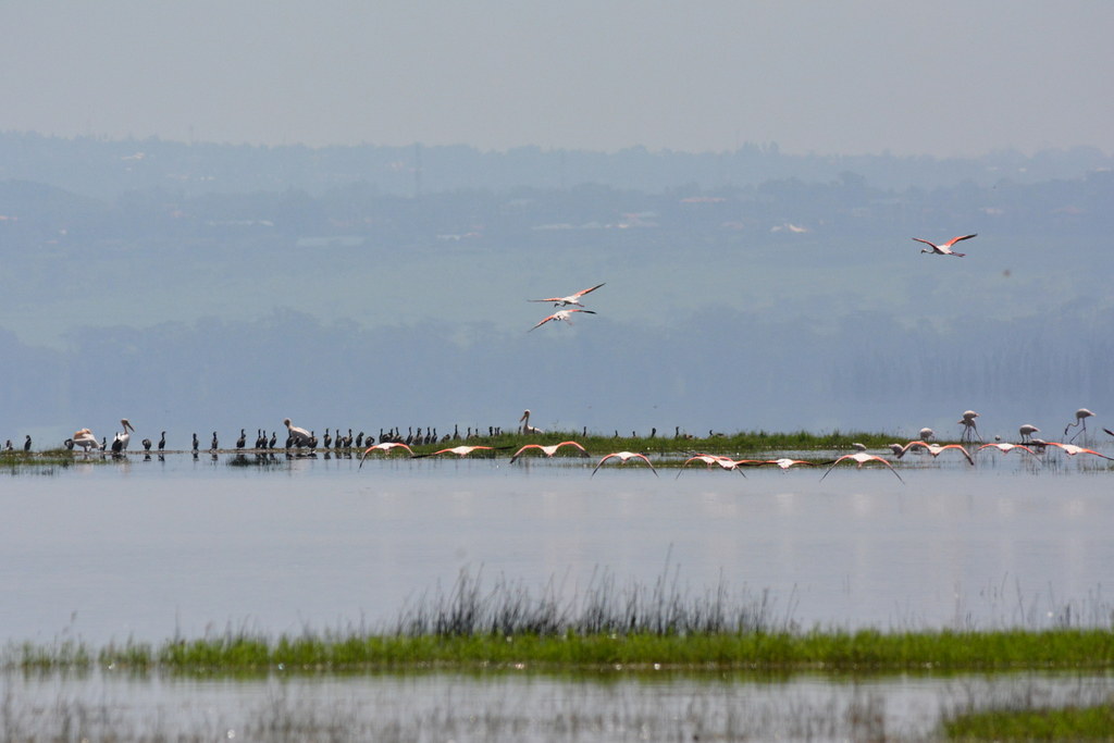 Big 5 Experience in Kenya – Wildlife Viewing Safari