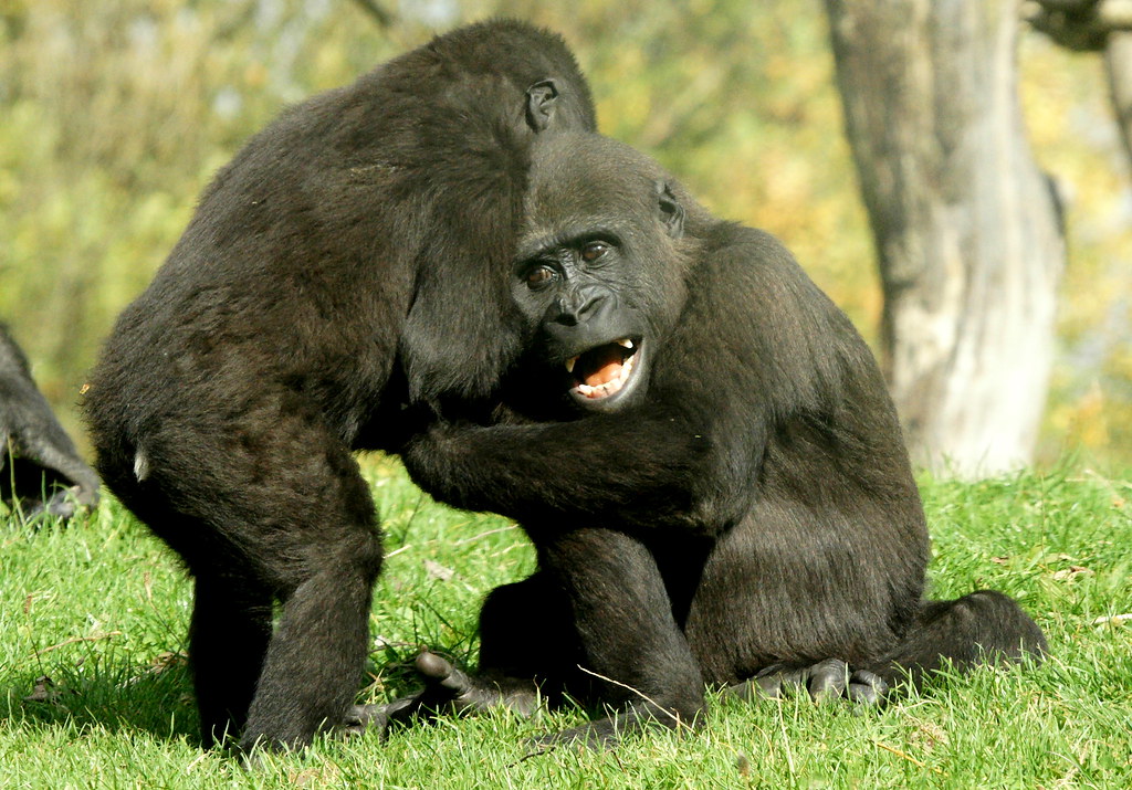 Visit the Gorillas of Gabon – Unspoiled Gorilla Trekking Tours in Central Africa