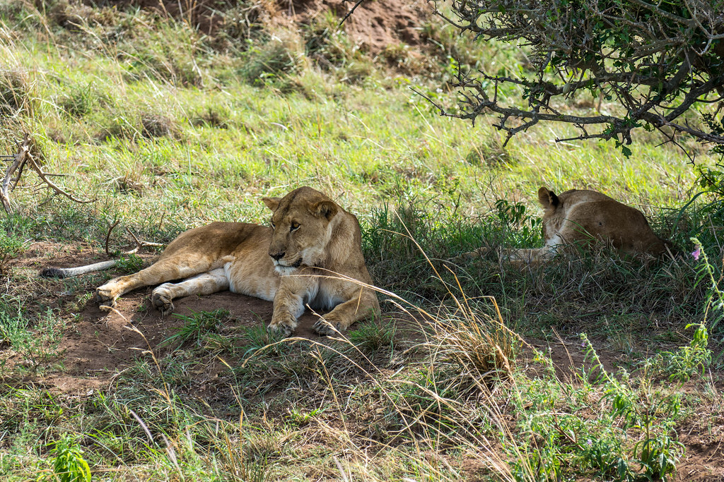Best Place to See Lions in Uganda