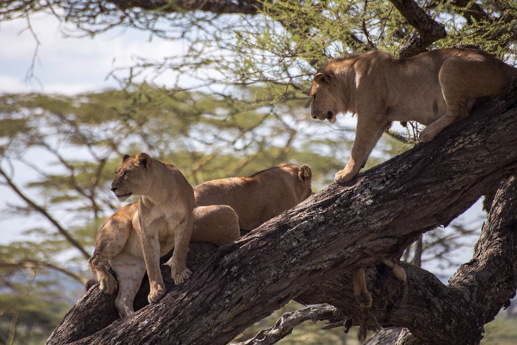 Where to See Lions in Uganda – Big Five Safaris in Uganda