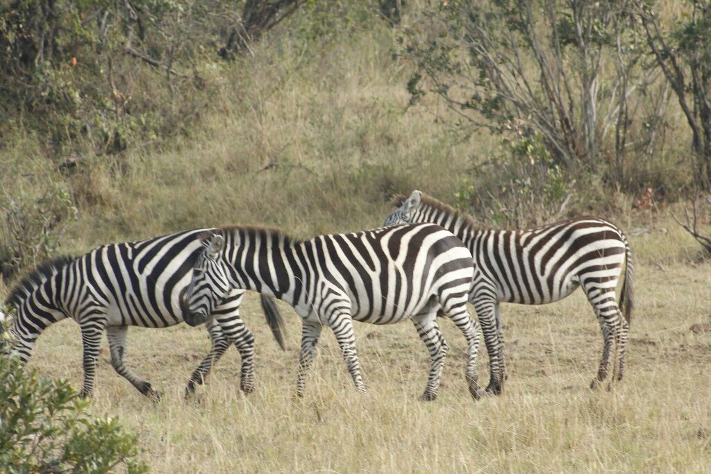 Which is the Best Time to Visit the Masai Mara?