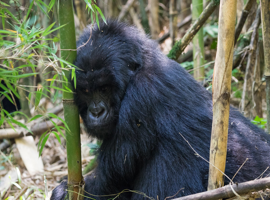 Luxury Gorilla Safari Uganda