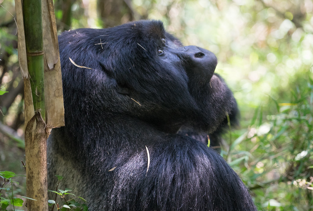 Best Places to Go for Gorilla Trekking in 2025 – Explore Africa’s Ultimate Primate Destinations