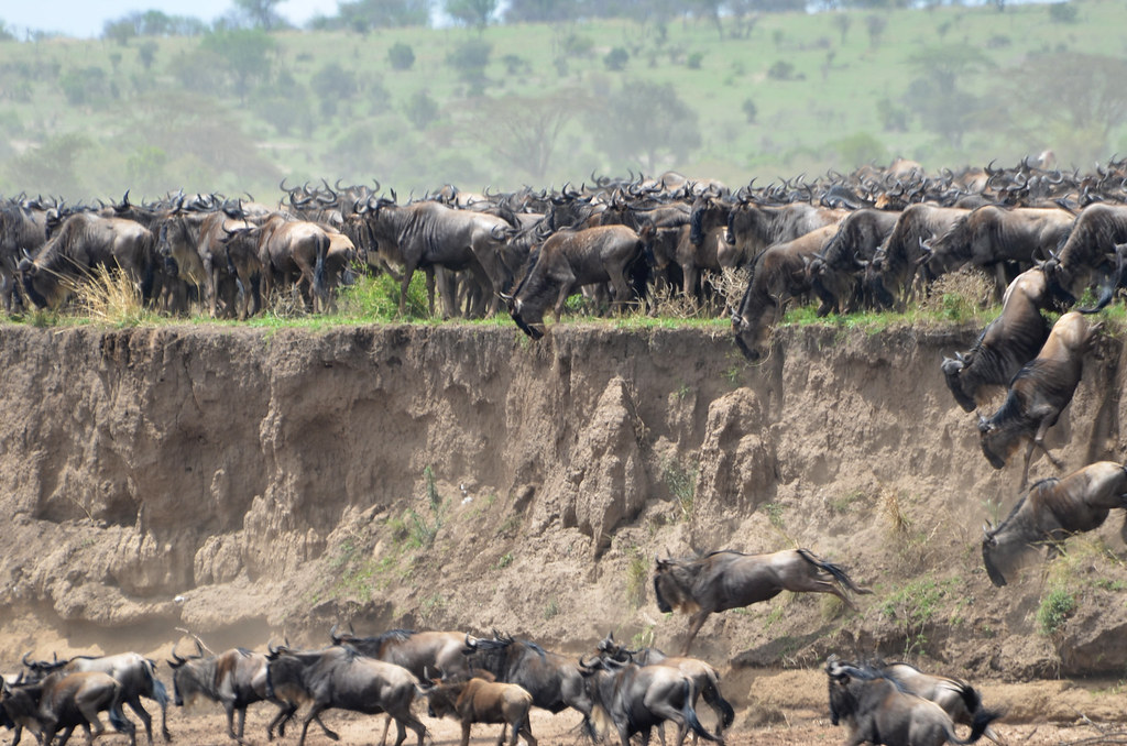 Great Wildebeest Migration in Kenya & Tanzania – Top Africa Safari Packages