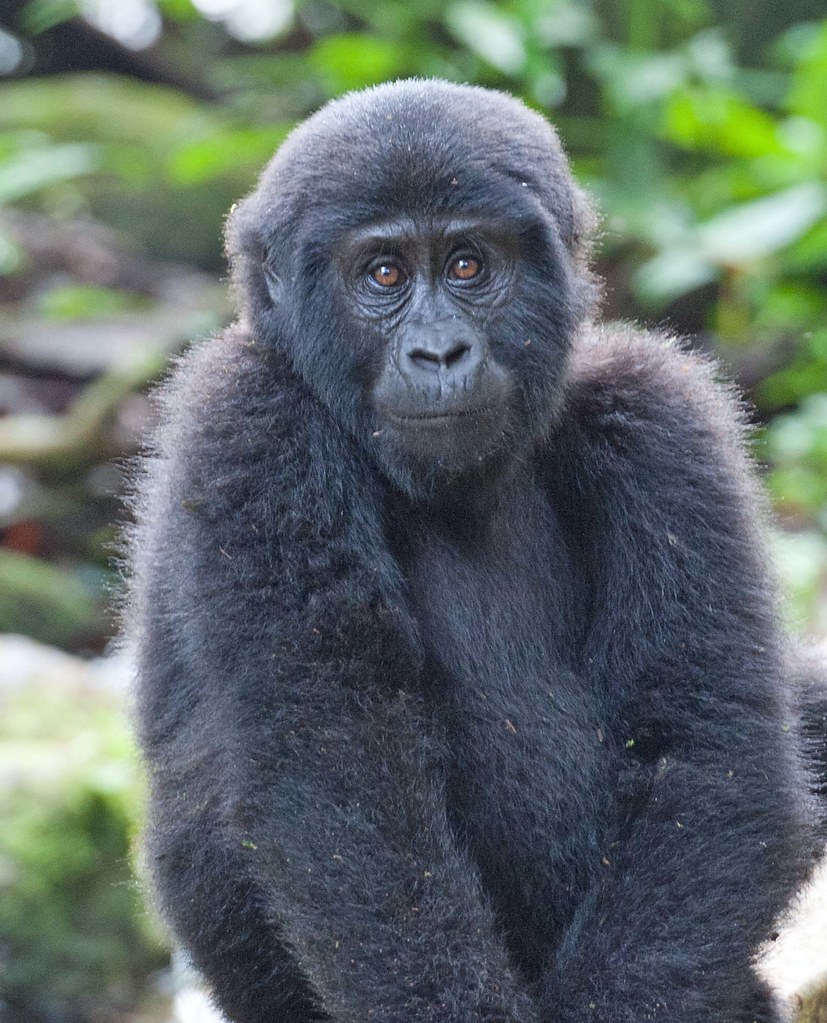 How Much Is Gorilla Trekking in Bwindi Impenetrable National Park?