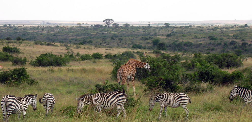 Nairobi National Park Tours – Best Short Kenya Safaris Near the City