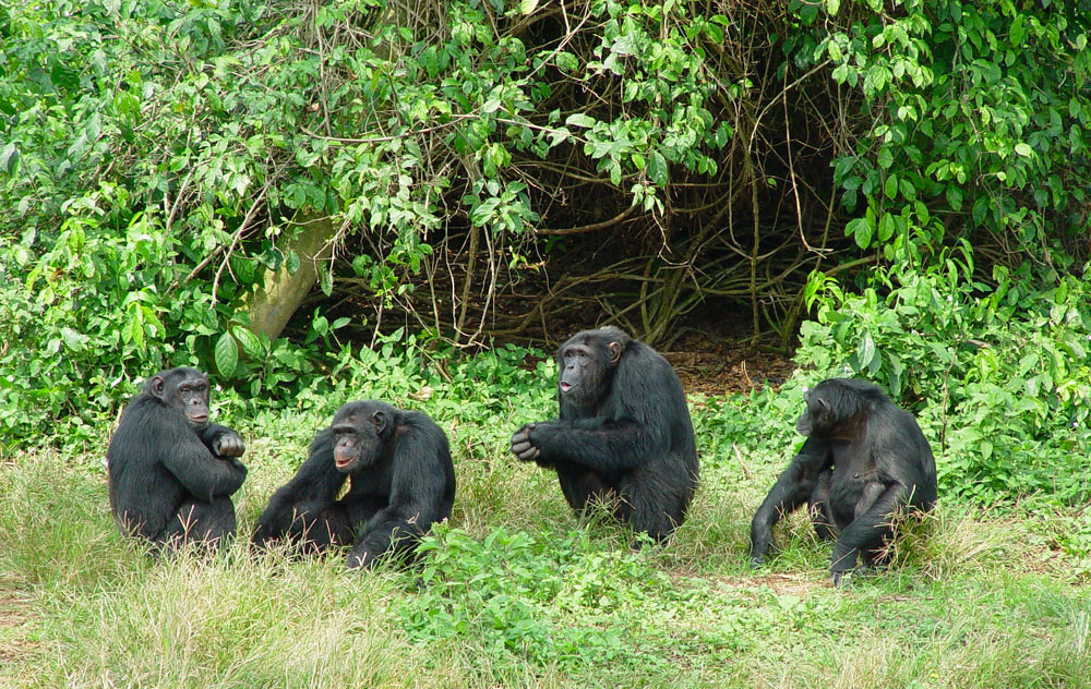 About Ngamba Island – Uganda’s Chimpanzee Sanctuary on Lake Victoria