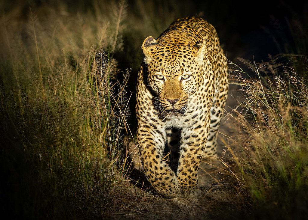 Night Game Drives in Tanzania – Experience the Wild After Dark