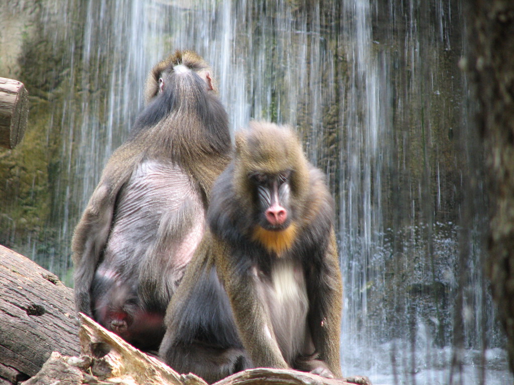 Primates in Uganda – Trekking to See Primates of Uganda