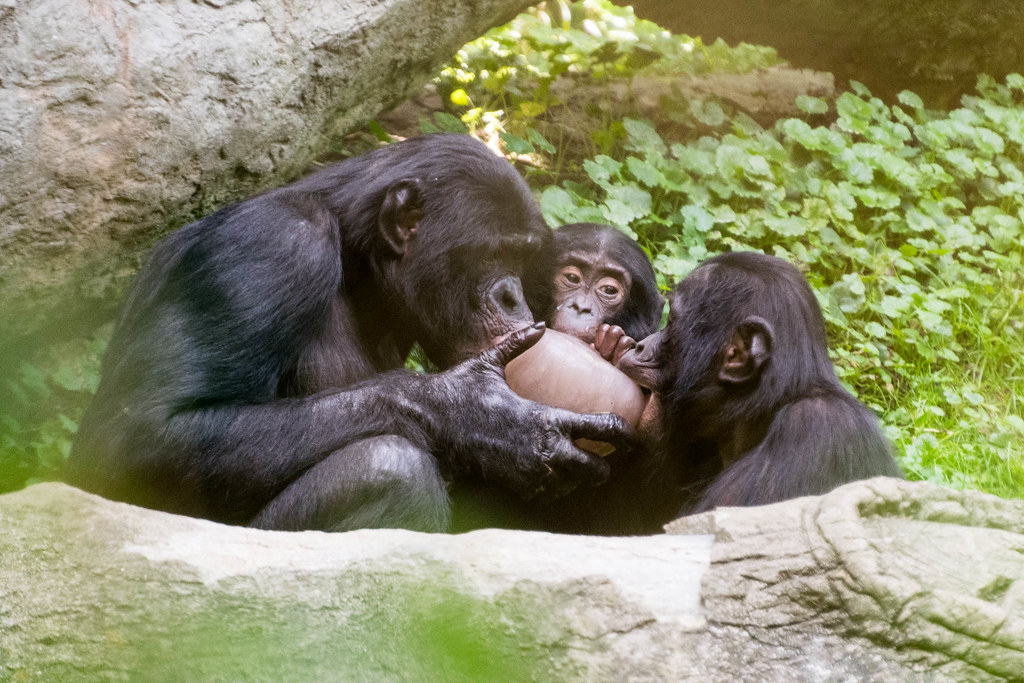 Top Africa Primate Tracking Tours – Adventures of a Lifetime